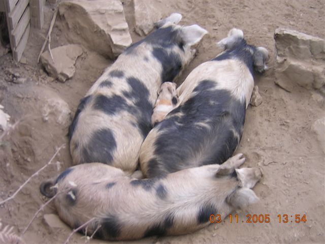 Suini corsi....e altri animali